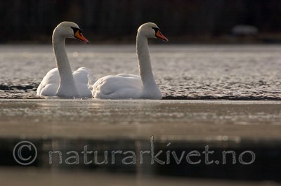 BB 05 0020 / Cygnus olor / Knoppsvane